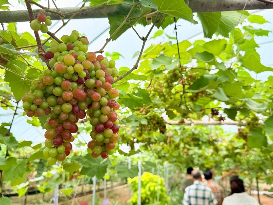 吉打新村系列·第四篇 | 从养牛往事到葡萄满园 巴东伦武见证“牛场”新生