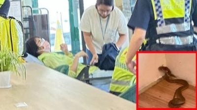 图书馆有眼镜蛇 女子还书遭蛇吻