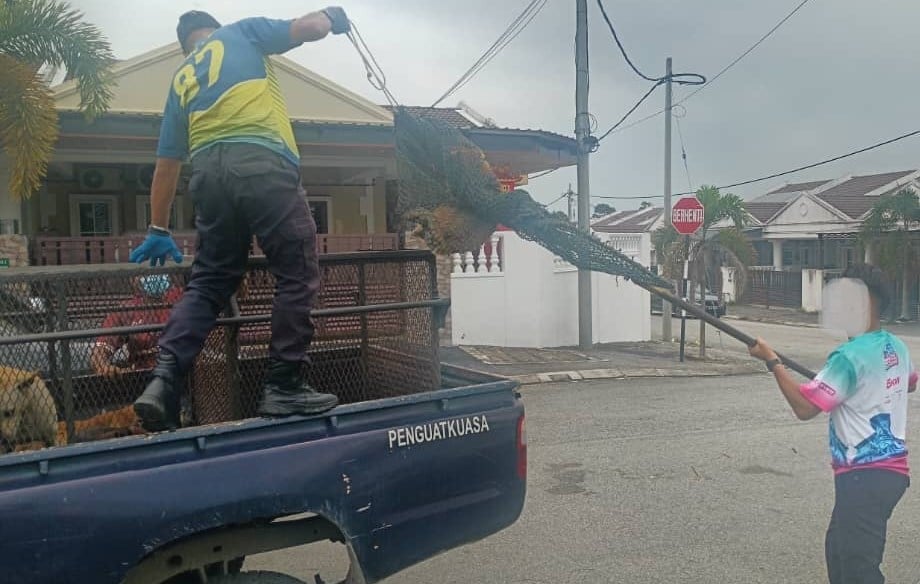在县内3区展开  牙也县会捉流浪狗