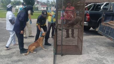在县内3区展开  牙也县会捉流浪狗