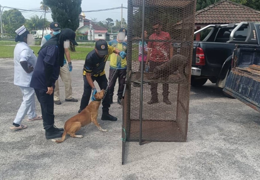 在县内3区展开  牙也县会捉流浪狗