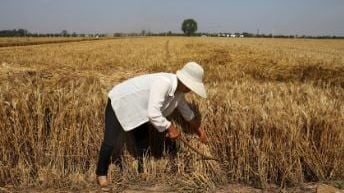 境外间谍渗透粮食领域偷基因数据｜中国国安部：严重危害粮食安全