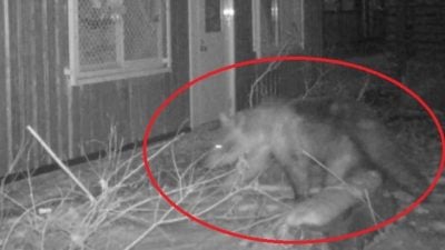 多次闯日本动物园 棕熊4天后被捕杀