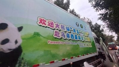 大熊猫“辰星”和“晓月”已启程  赴马开始10年旅居生活