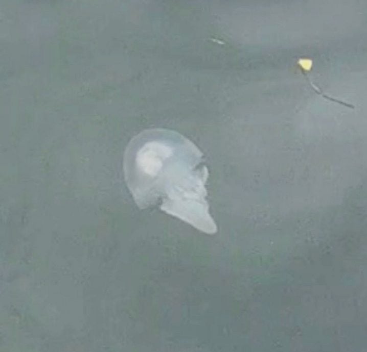 大都会/21/11 星期五见报 【星角摄】:水母