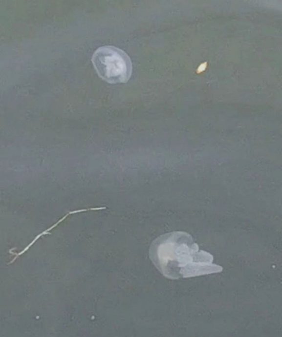 大都会/21/11 星期五见报 【星角摄】:水母