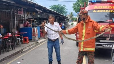 安邦太子园又现大蟒蛇