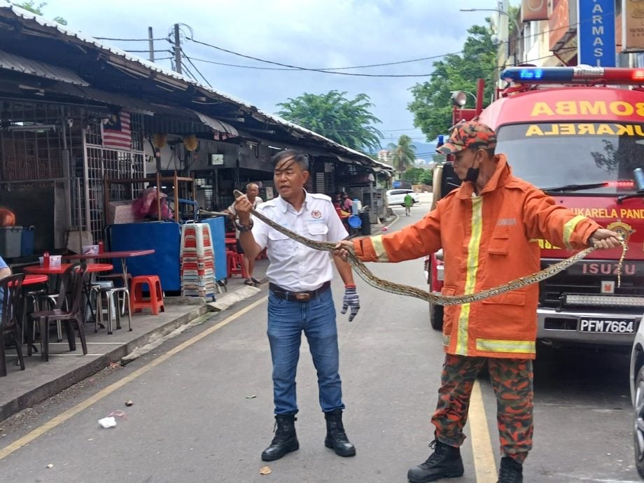 大都会/安邦太子园早市巴刹对面店屋前的停车位又见蟒蛇