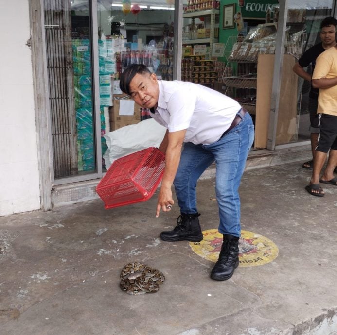 大都会/安邦太子园早市巴刹对面店屋前的停车位又见蟒蛇