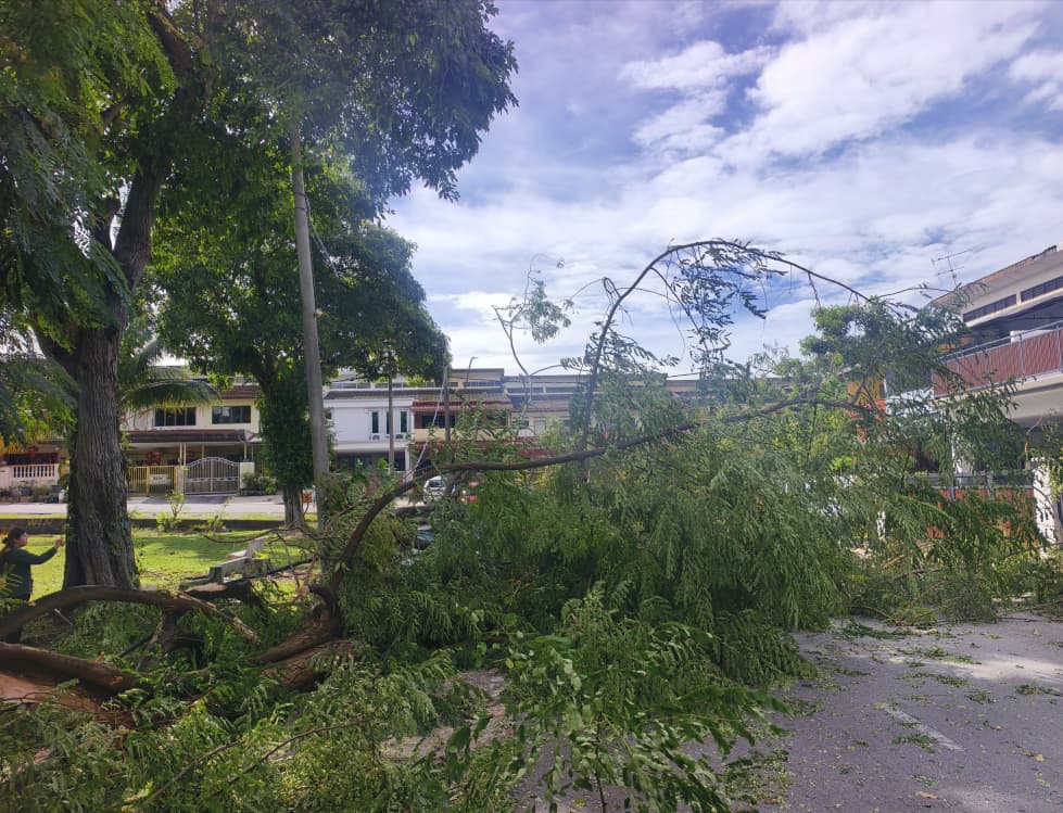 大都会/巴生再发生大树枝桠砸中轿车事故！
