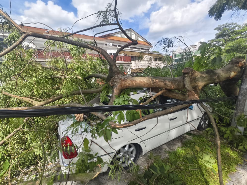 大都会/巴生再发生大树枝桠砸中轿车事故！