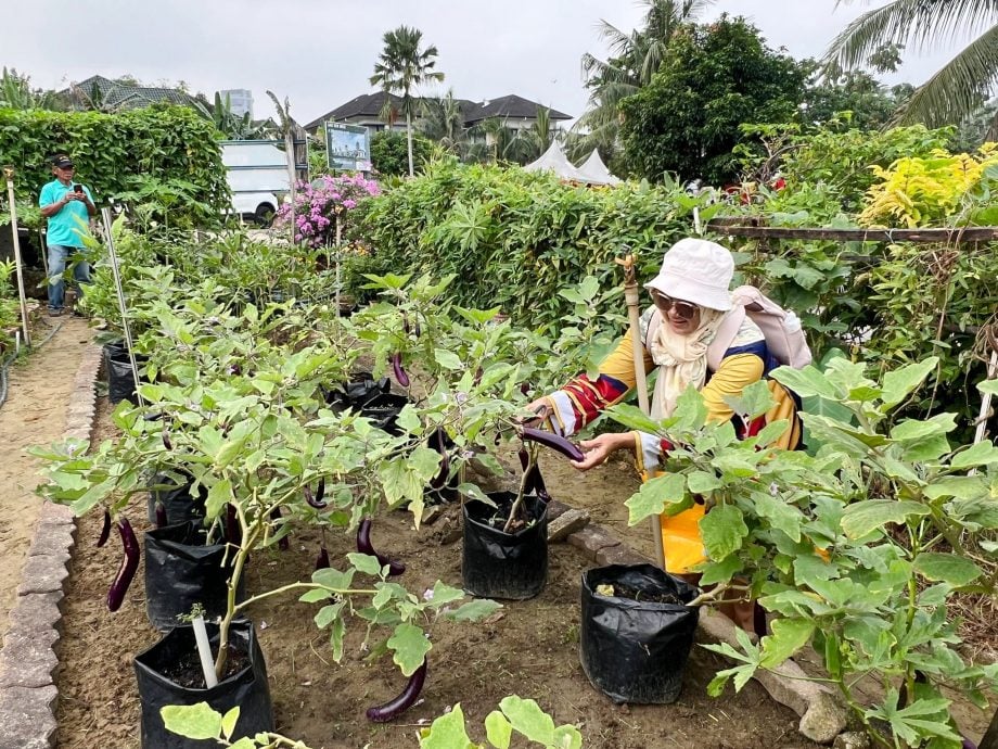 大都会/沙亚南社区菜园推绿色能源/7图