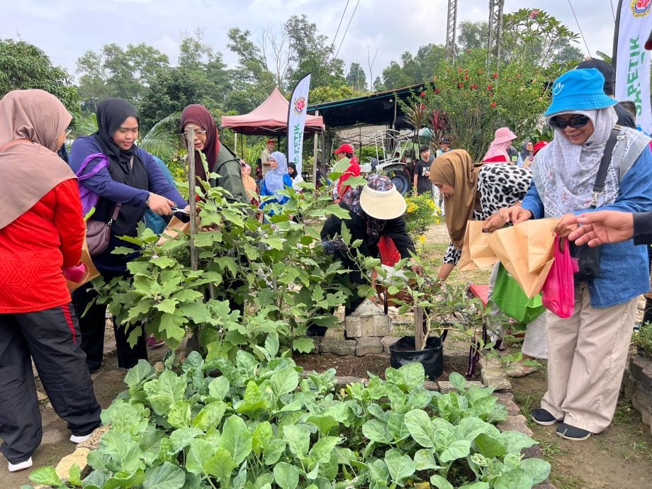 大都会/沙亚南社区菜园推绿色能源/7图