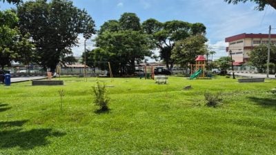 砍危树后重植树   郑长首：保持社区绿化