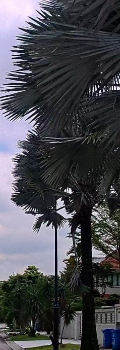 大都会(版3头)/MBSA电子景观资产标记1345项设施、34508棵树数字化管理