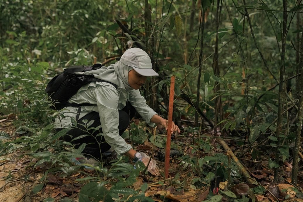 大都会(版4头):541人古都山种树/6图