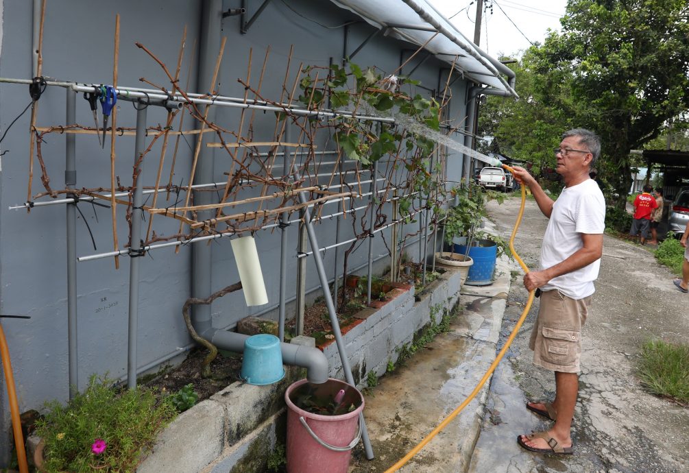 大都会:星角摄/图说大马(13日):葡萄树果实累累