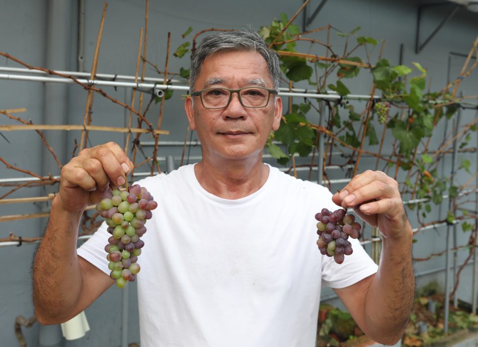 大都会:星角摄/图说大马(13日):葡萄树果实累累