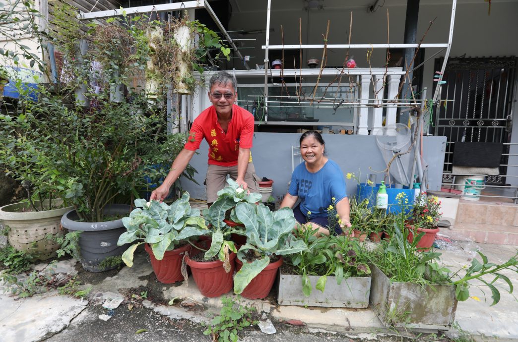 大都会:星角摄/图说大马(13日):葡萄树果实累累