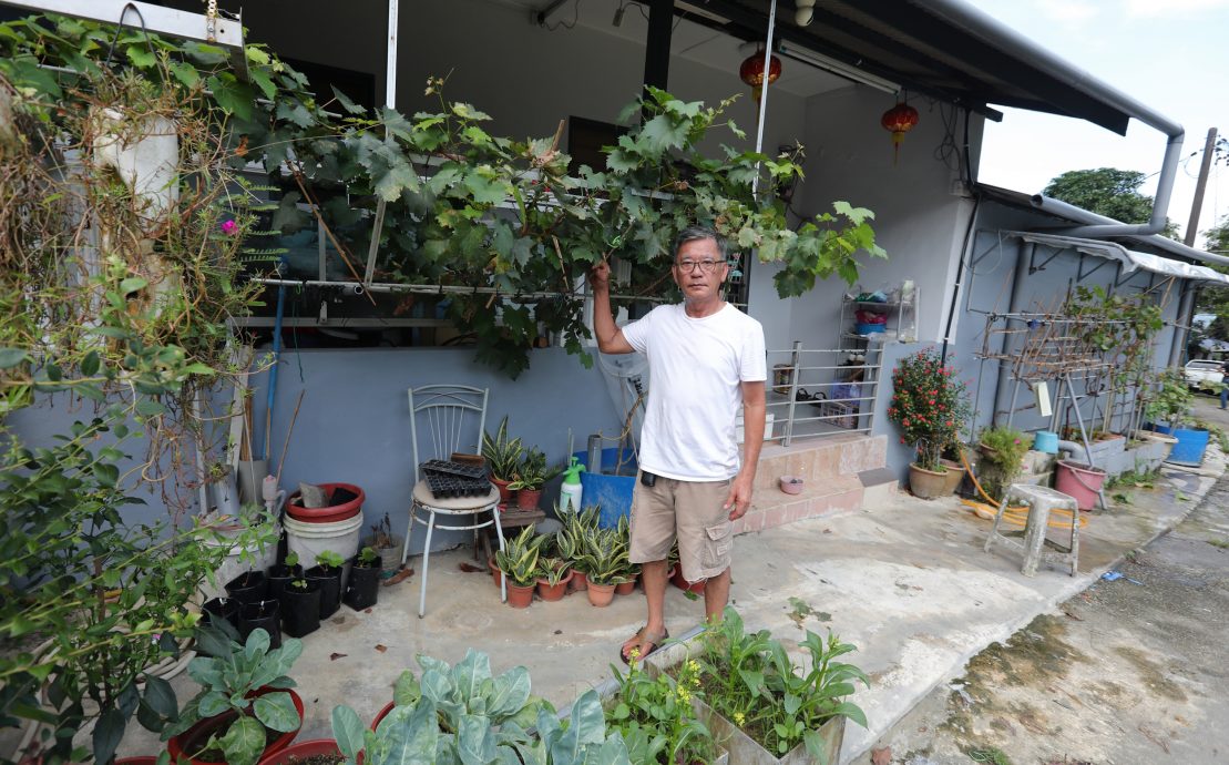 大都会:星角摄/图说大马(13日):葡萄树果实累累