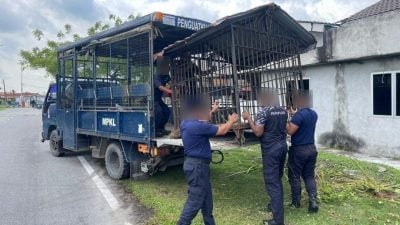 市会直落英雄花园执法  充公 公共范围障碍物