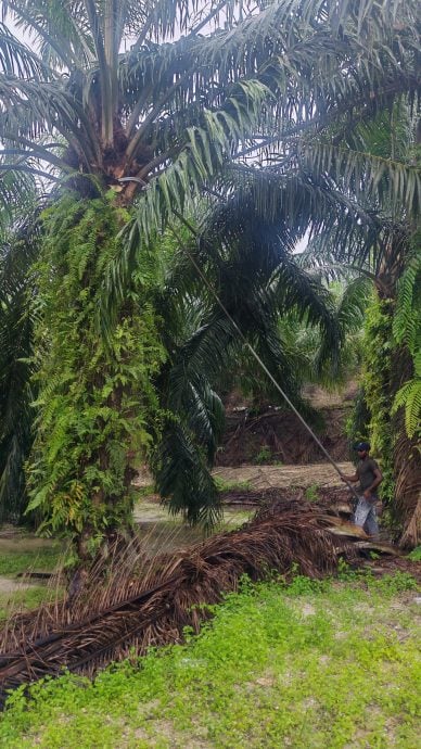 大霹雳封面主文／已签／突发严重大水灾 曼绒油棕业近瘫痪