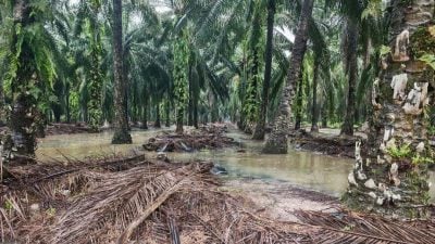 严重大水灾影响芭地工作  曼绒油棕业近瘫痪