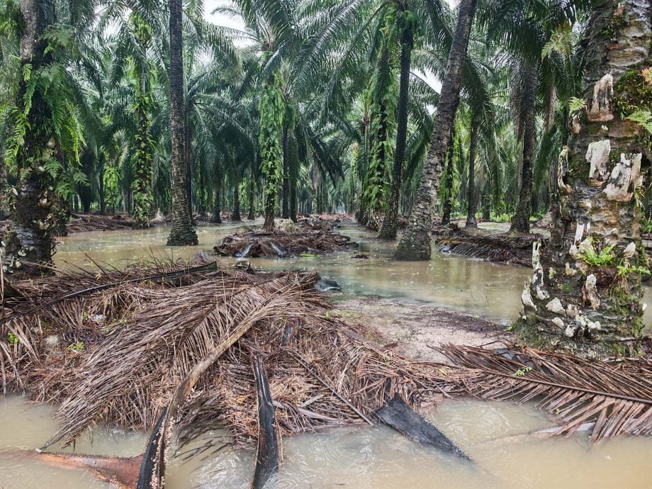 大霹雳封面主文／已签／突发严重大水灾 曼绒油棕业近瘫痪