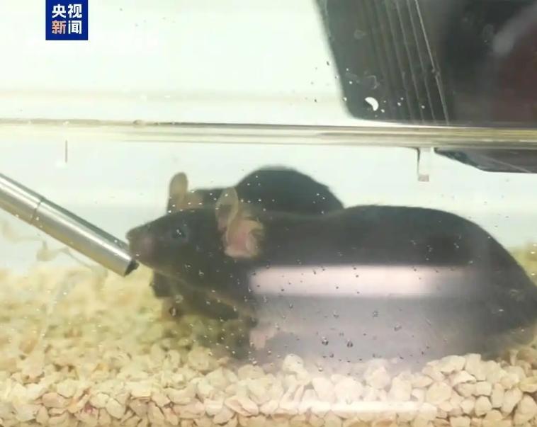 太空鼠回来了!中国空间站第九批太空科学实验样品顺利返回