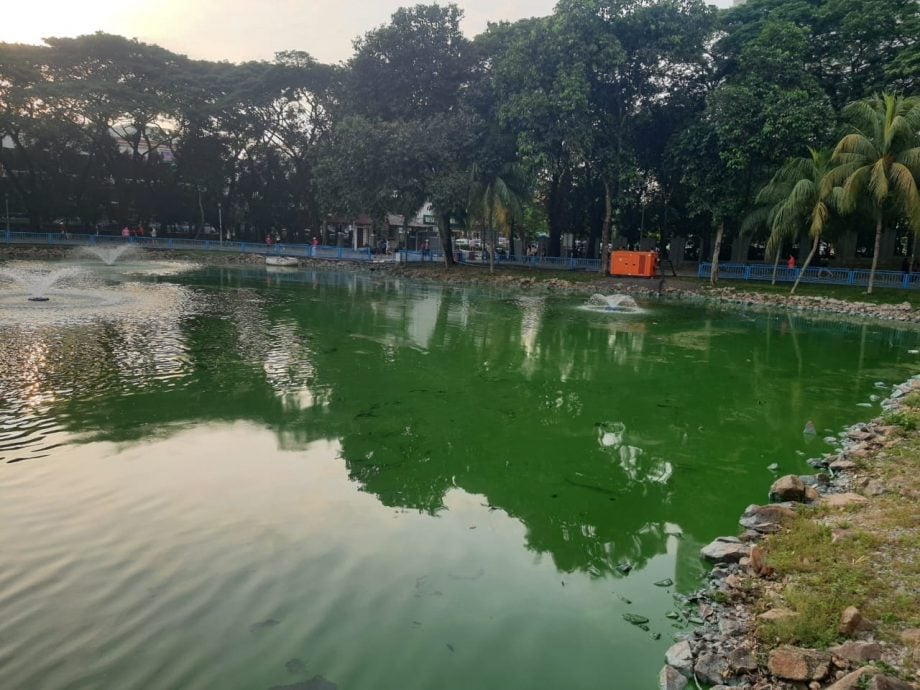 封主文-大都会-甲洞大都会公园湖泊再有鱼死事件／7图