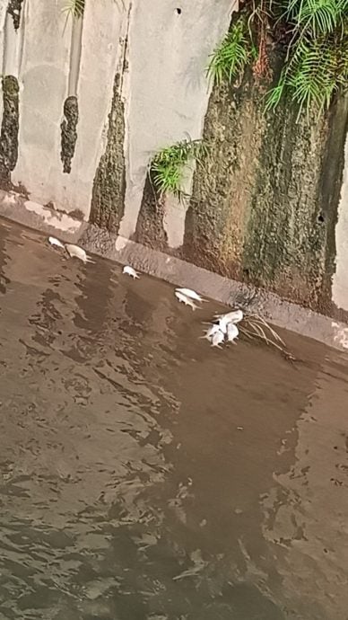 封主文-大都会-甲洞大都会公园湖泊再有鱼死事件／7图