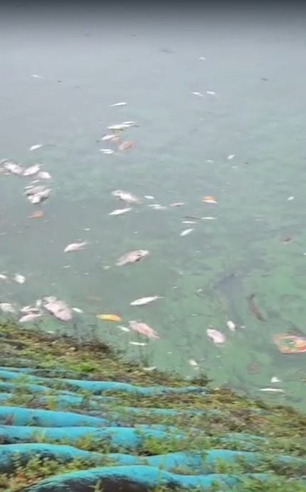 封主文-大都会-甲洞大都会公园湖泊再有鱼死事件／7图