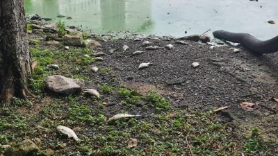 甲洞大都会公园绿水飘臭   防洪湖再成鱼坟场