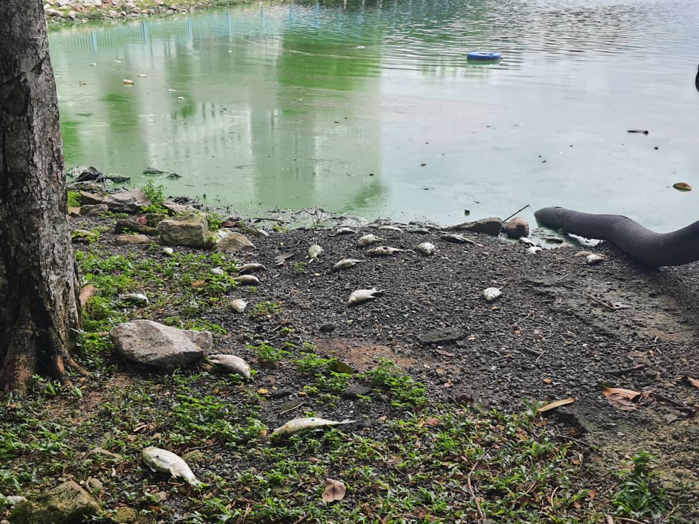 封主文-大都会-甲洞大都会公园湖泊再有鱼死事件／7图