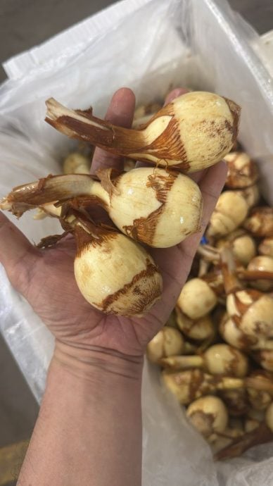 封面-大都会-新年还没到，芽菇已提前三个月报到／10图