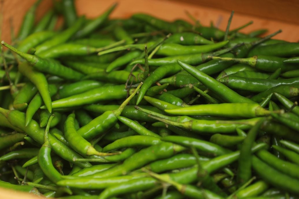 封面-大都会-新年还没到，芽菇已提前三个月报到／10图