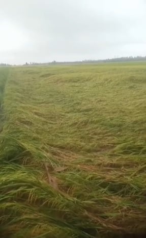 封面/大都会-雪隆水灾／多图