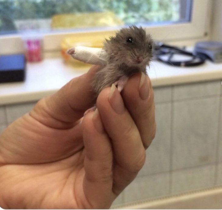 小仓鼠化身“迷你钢铁侠”！ 戴全球最小石膏萌翻全网