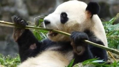 熊猫专机已起飞！9:30PM抵达国家动物园