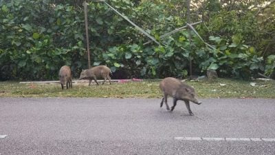从小猪长成獠牙成年山猪 美佳花园居民担忧