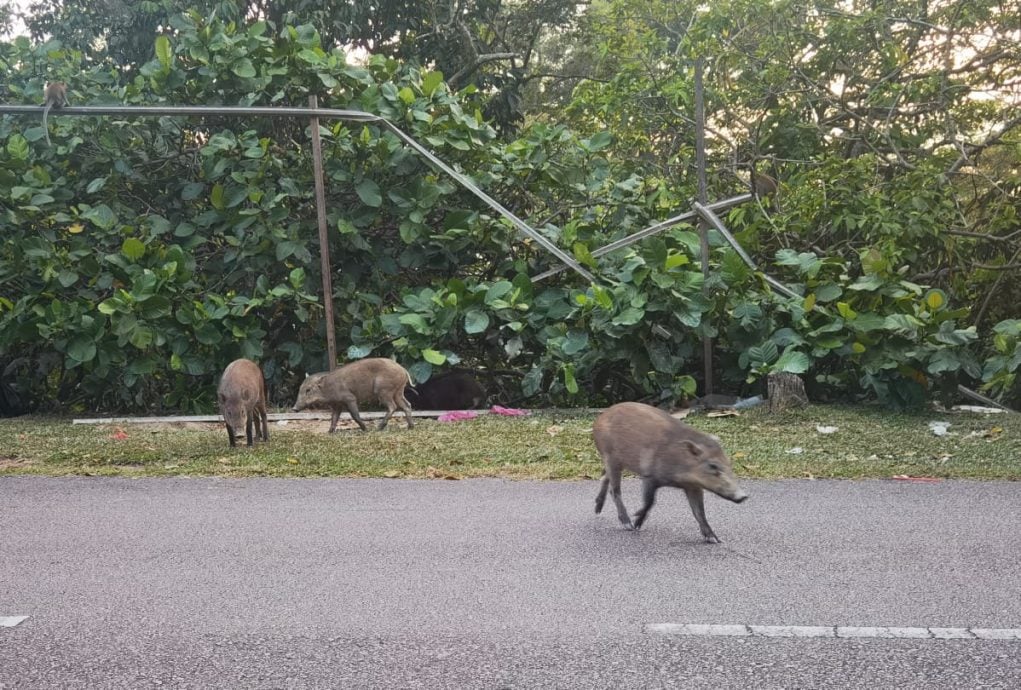 从小猪长成獠牙成年山猪 美佳花园居民担忧