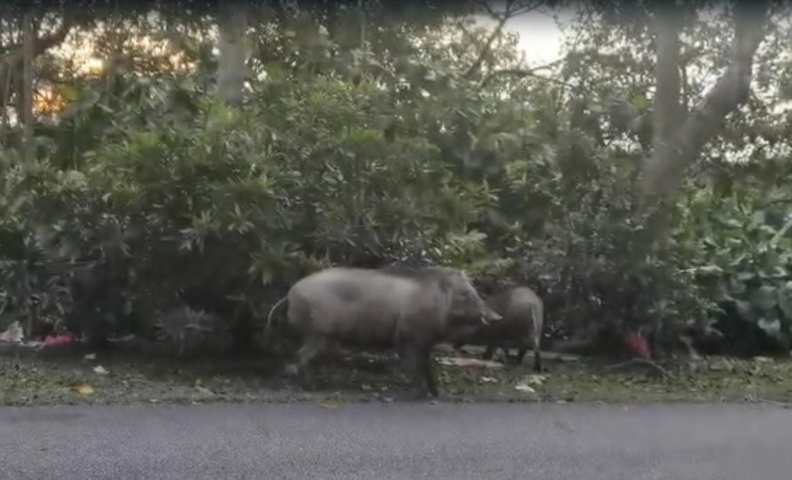 从小猪长成獠牙成年山猪 美佳花园居民担忧