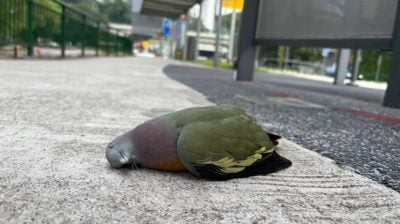 巴士站玻璃隔板变“夺命墙” 多鸟撞墙伤亡网民促关注