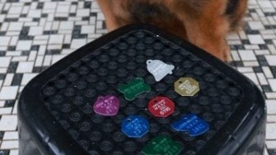 威省今年发1.06万张狗牌 创纪录  市长：民众醒觉已提升