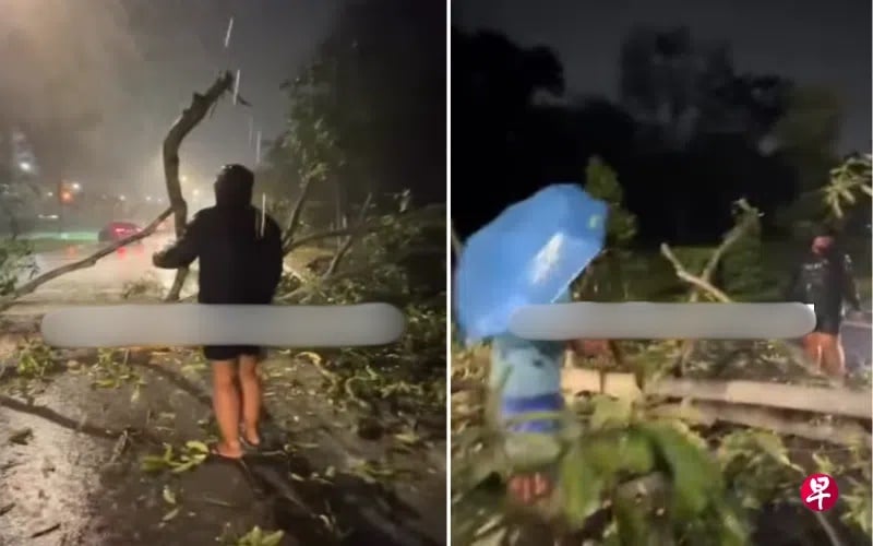 *已签发*柔:狮城二三事:大树倒挡两车道 好心骑士司机冒雨移断枝