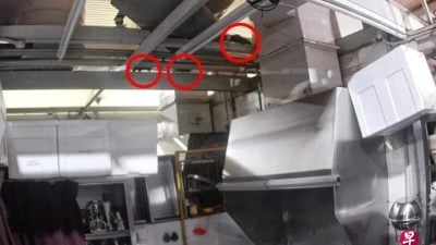 狮城砖厂熟食中心闹鼠患  摊贩饱受困扰