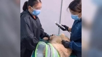 猫“太凶”剪毛多收158  猫主：给美容院差评反遭辱骂