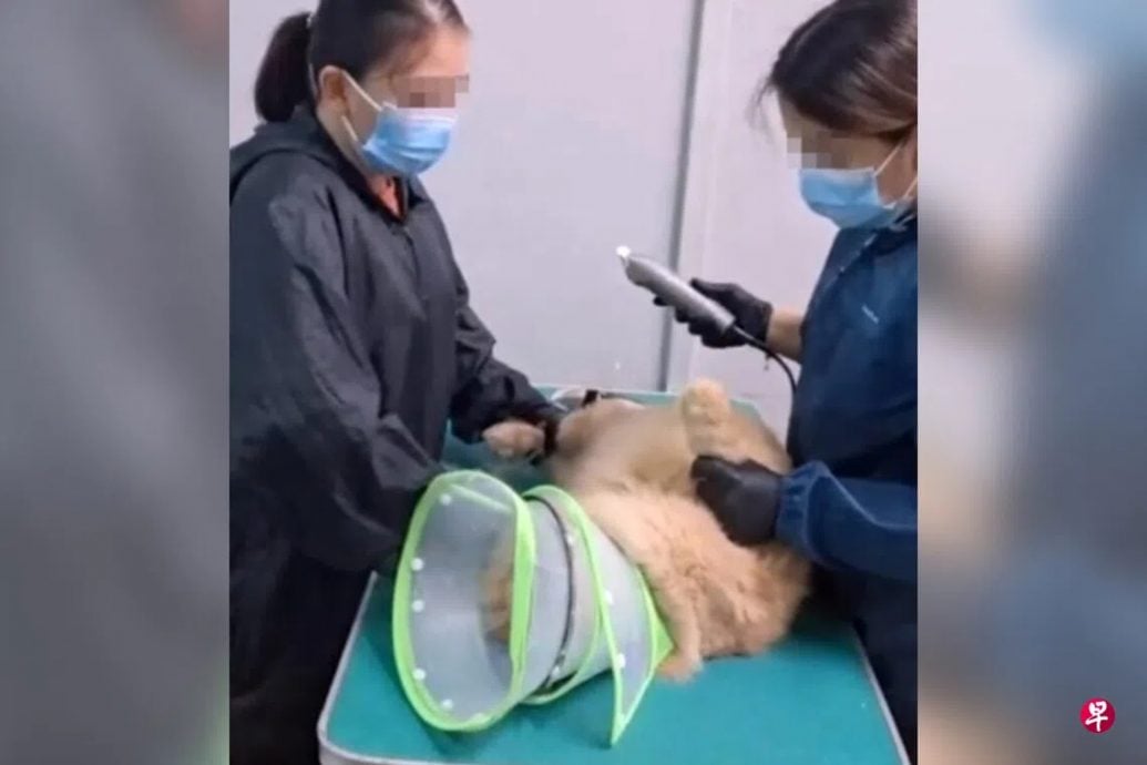 *已签发*柔:狮城二三事:猫“太凶”剪毛多收158 猫主:给美容院差评反遭辱骂