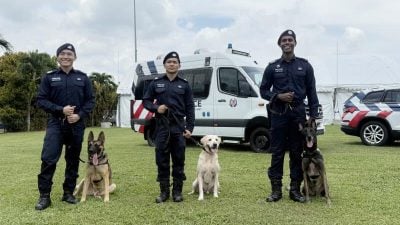 直击狮城警犬训练基地 缉毒犬1分钟搜出毒品