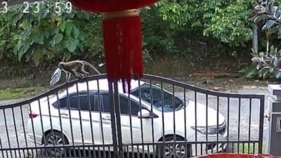 猴子顺走包裹  网民：还好有监控否则送货员惨了